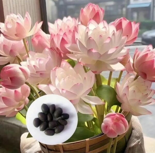 20/60 lotus seeds, easy to grow hydroponics, blooming gorgeous flowers - Image 2