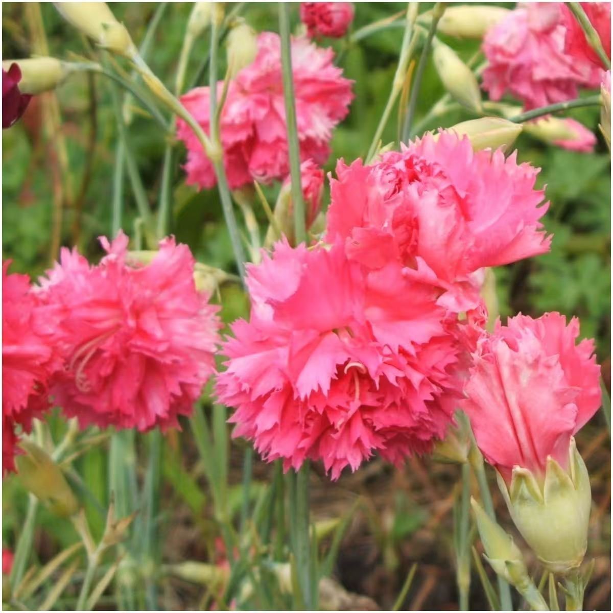 500 carnation seeds planted, beautiful and gorgeous - Image 3