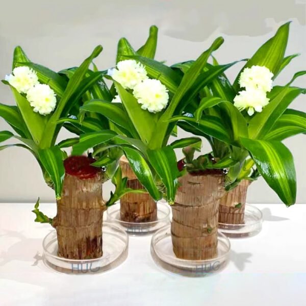 Brazilian lucky wood, bring you good luck, increase wealth - Image 4