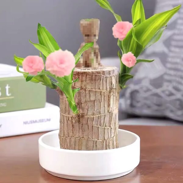 Brazilian lucky wood, bring you good luck, increase wealth - Image 2