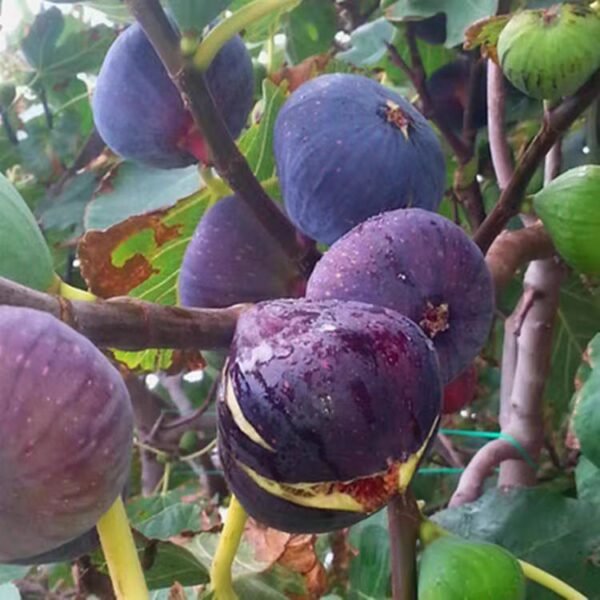 FIG seedlings, outdoor plants, sweet and fresh