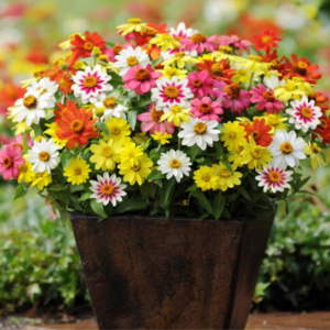 Wildflower Seed Mix – 1000+ Open-Pollinated Seeds for Pollinator Gardens