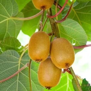 Kiwi Seedlings – Healthy and Delicious Fruit Plants