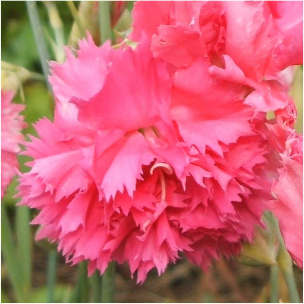 500 carnation seeds planted, beautiful and gorgeous - Image 2