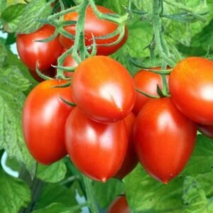 Fresh Tomato Seeds – High Germination Garden Seeds