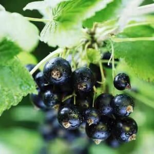 Blackcurrant Tree Seedlings – Large, Dark, Flavorful Fruit