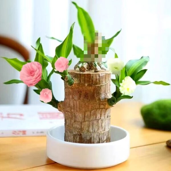 Brazilian lucky wood, bring you good luck, increase wealth - Image 3