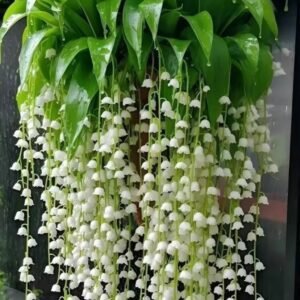 Lily of the Valley Seeds – 10,000+ Fragrant Ground Cover Blooms