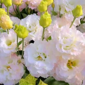 500+ Bellflower seeds to add color to your life