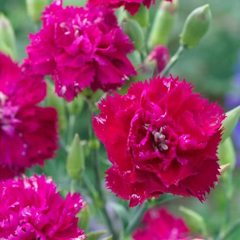 500 carnation seeds planted, beautiful and gorgeous - Image 4