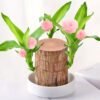 Brazilian lucky wood, bring you good luck, increase wealth - Image 5