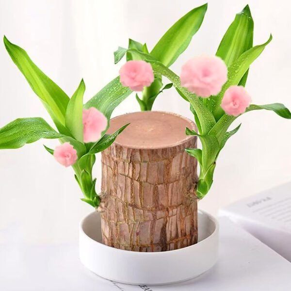 Brazilian lucky wood, bring you good luck, increase wealth - Image 5