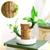 Brazilian lucky wood, bring you good luck, increase wealth - Image 6
