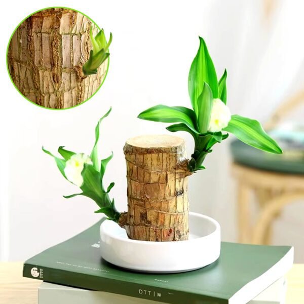Brazilian lucky wood, bring you good luck, increase wealth - Image 6
