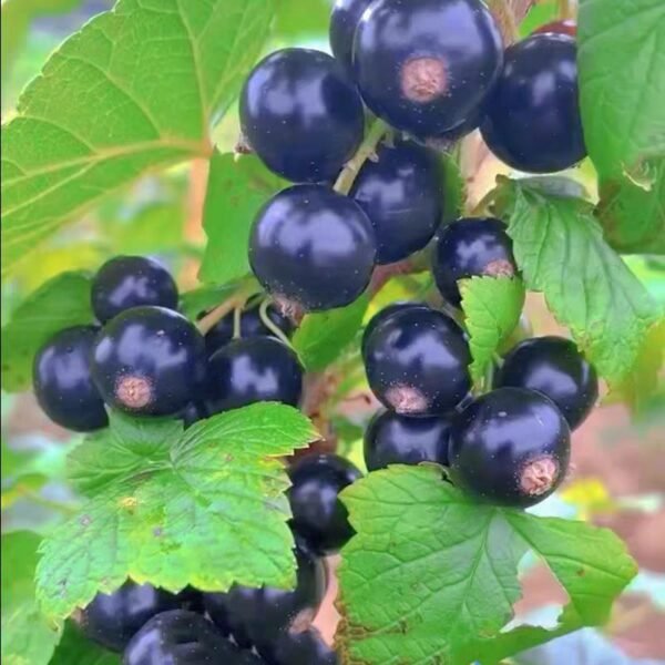 The blackcurrant tree seedlings produce large, dark fruit - Image 3