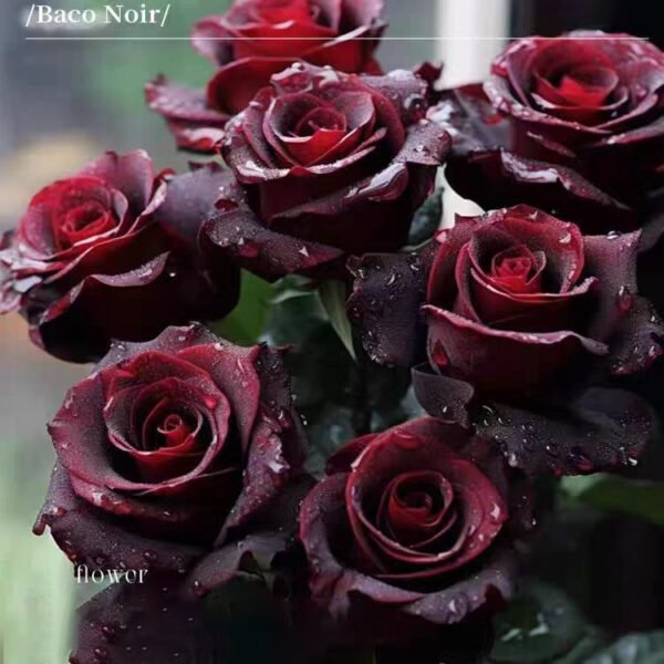 Black red velvet rose 300 seeds, dark red mysterious and elegant - Image 3