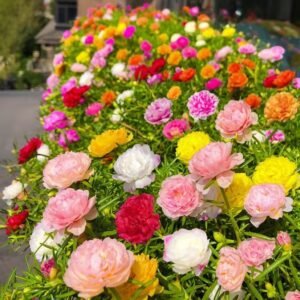 20,000 Sunflower Seeds – Grow a Beautiful, Bright Garden