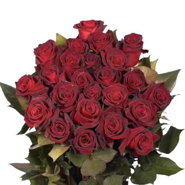 Black red velvet rose 300 seeds, dark red mysterious and elegant - Image 5