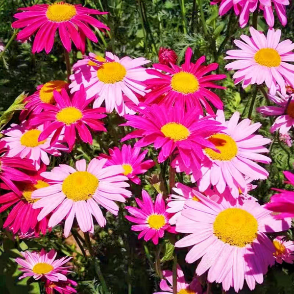 Insect-repellent chrysanthemum seeds 2000 seeds, perennial flower seeds - Image 4