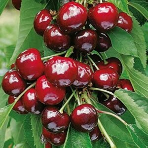 Cherry Tree Seedlings – Large and Sweet Fruit for Home Orchards