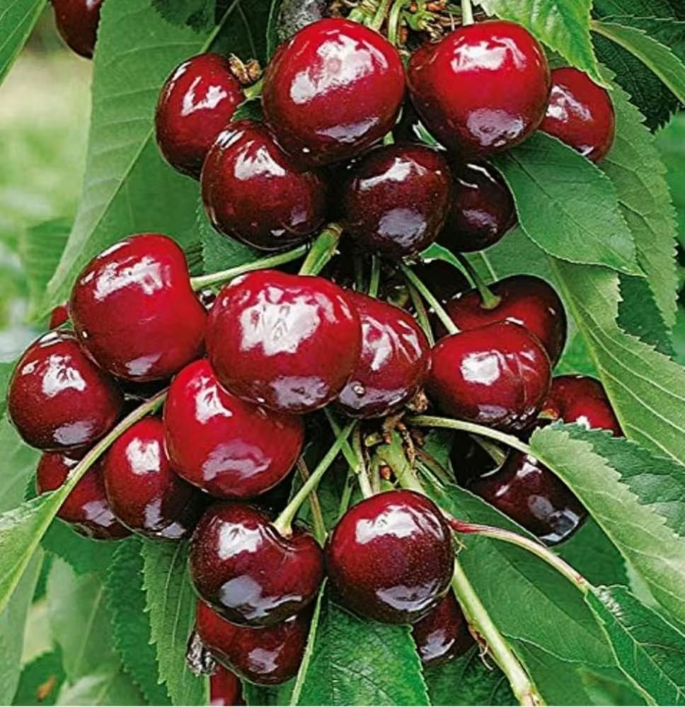 Cherry Tree Seedlings – Large and Sweet Fruit for Home Orchards