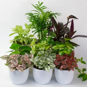 🪴 Houseplant
