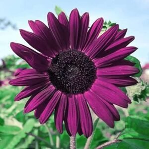 Purple Sunflower Seeds – 200+ Rare and Vibrant Blooms