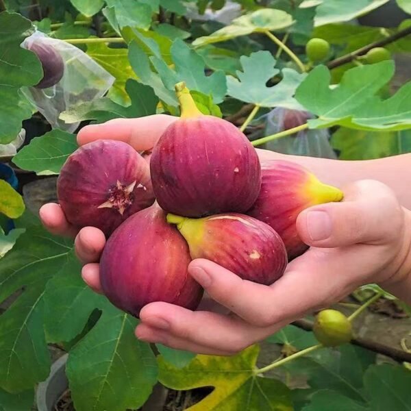 FIG seedlings, outdoor plants, sweet and fresh - Image 4