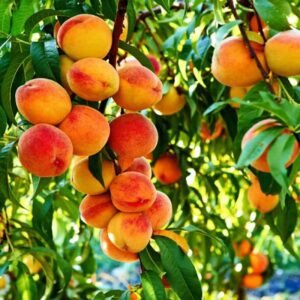 Peach Seedlings – Sweet and Hardy Perennial Fruit Trees