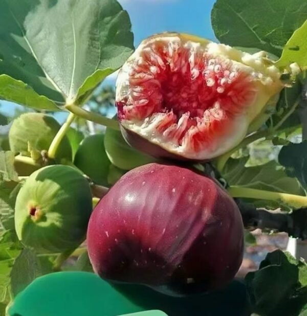FIG seedlings, outdoor plants, sweet and fresh - Image 2