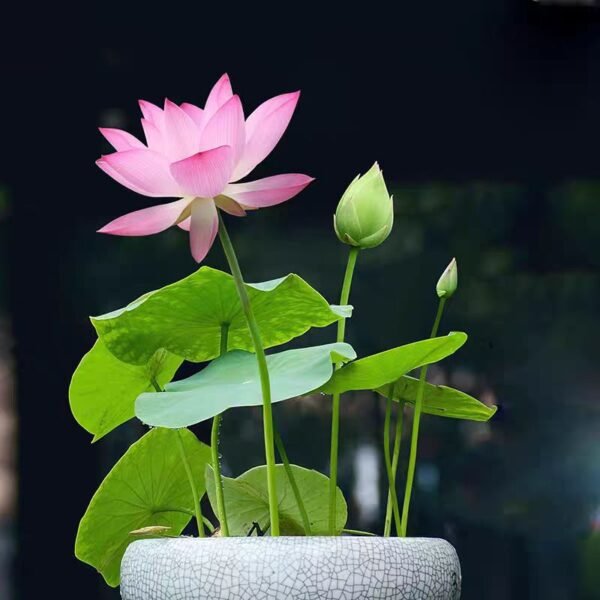 20/60 lotus seeds, easy to grow hydroponics, blooming gorgeous flowers - Image 3