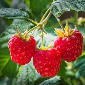 Raspberry Seedlings – Fresh and Easy-to-Grow Edible Fruit Plants