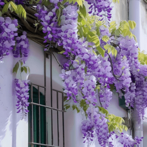 Wisteria Seeds – 400+ Cascading Purple Blooms for Trellises
