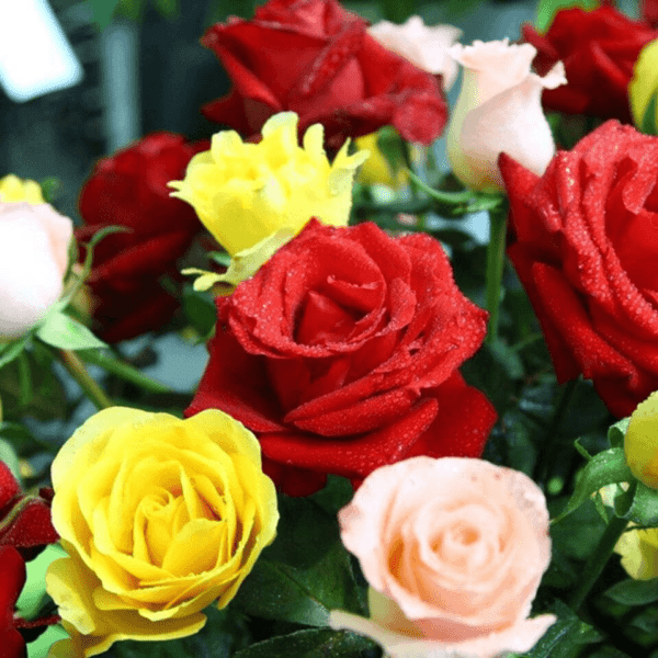 Mixed color rose 200 seeds, easy to grow easy to live, beautiful flowers - Image 3