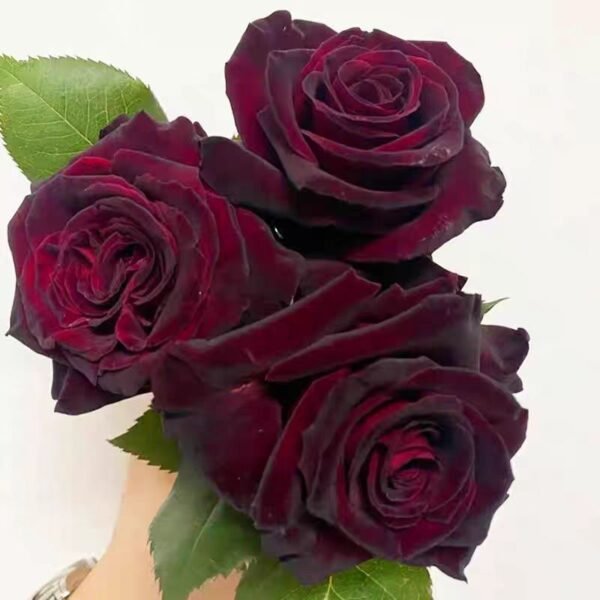 Black red velvet rose 300 seeds, dark red mysterious and elegant - Image 4