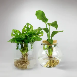 💧 Hydroponic Plant