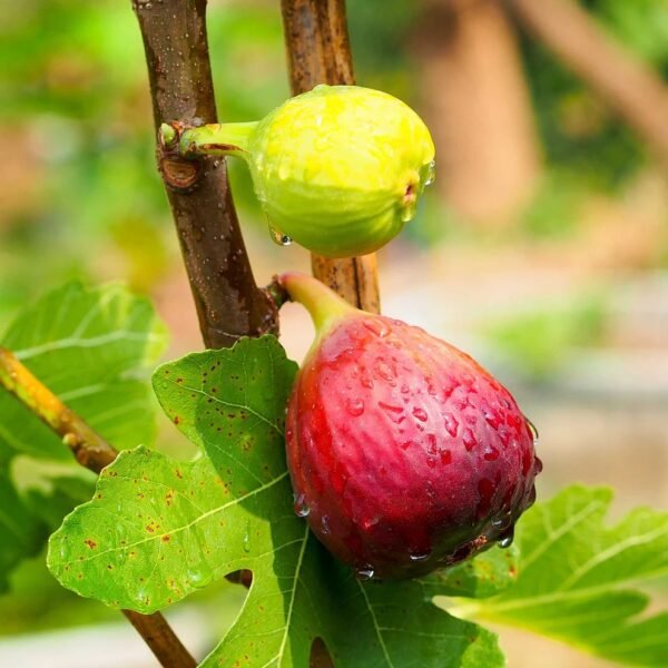 FIG seedlings, outdoor plants, sweet and fresh - Image 3