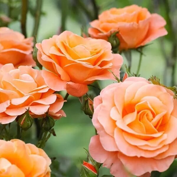 Mixed color rose 200 seeds, easy to grow easy to live, beautiful flowers